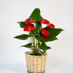 Anthurium