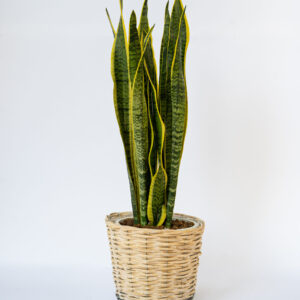 Sansevieria