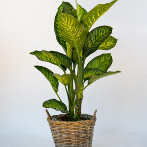 Calathea