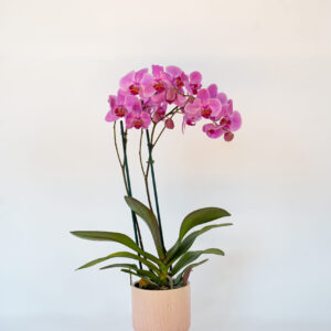 Orchidea phalaenopsis