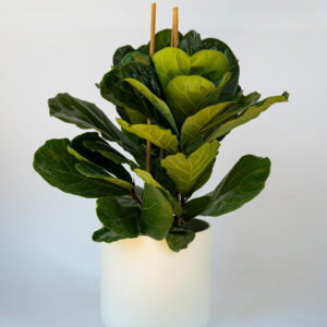 Ficus elastica