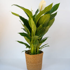 Spathiphyllum